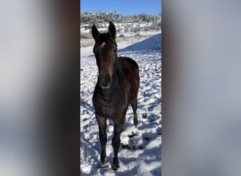 Deutsches Sportpferd, Stute, 1 Jahr, Schimmel