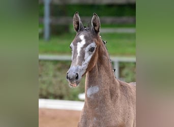 Deutsches Sportpferd, Stute, 1 Jahr, Schimmel