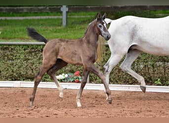 Deutsches Sportpferd, Stute, 1 Jahr, Schimmel