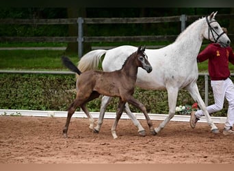 Deutsches Sportpferd, Stute, 1 Jahr, Schimmel