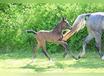 Deutsches Sportpferd, Stute, 1 Jahr, Schimmel