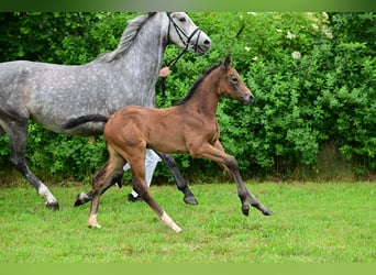 Deutsches Sportpferd, Stute, 1 Jahr, Schimmel