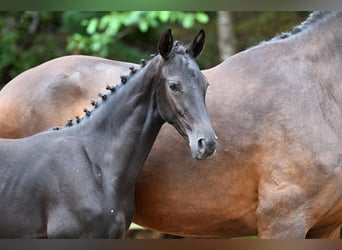Deutsches Sportpferd, Stute, 1 Jahr, Schwarzbrauner