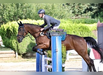 Deutsches Sportpferd, Stute, 20 Jahre, 163 cm