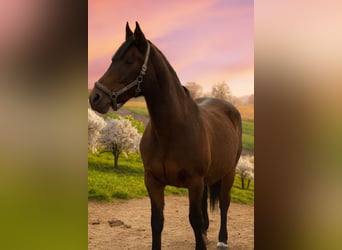 Deutsches Sportpferd, Stute, 20 Jahre, 165 cm, Brauner