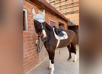 Deutsches Sportpferd, Stute, 20 Jahre, 168 cm, Brauner