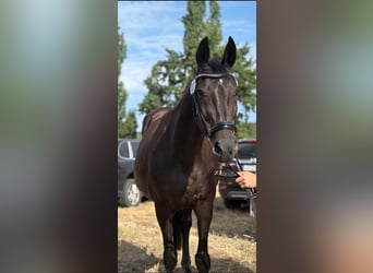 Deutsches Sportpferd, Stute, 20 Jahre, 168 cm, Rappe