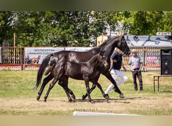 Deutsches Sportpferd, Stute, 20 Jahre, 168 cm, Rappe