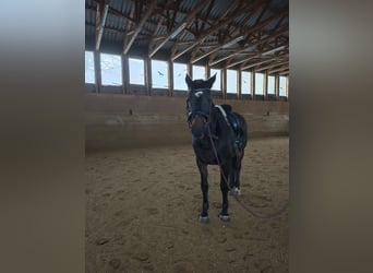 Deutsches Sportpferd, Stute, 20 Jahre, 170 cm, Brauner