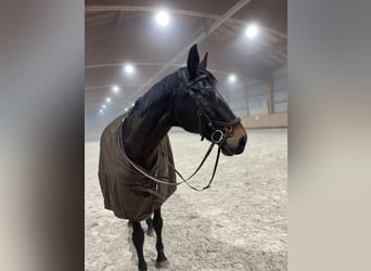 Deutsches Sportpferd, Stute, 20 Jahre, 171 cm, Brauner