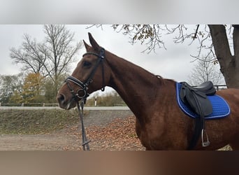 Deutsches Sportpferd, Stute, 20 Jahre, 175 cm, Fuchs