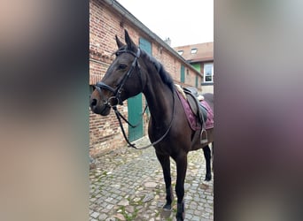 Deutsches Sportpferd, Stute, 21 Jahre, 163 cm, Brauner