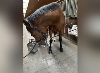 Deutsches Sportpferd, Stute, 21 Jahre, 165 cm, Brauner