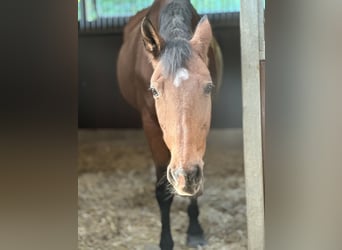 Deutsches Sportpferd, Stute, 21 Jahre, 165 cm, Brauner