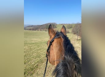 Deutsches Sportpferd, Stute, 21 Jahre, 165 cm, Brauner
