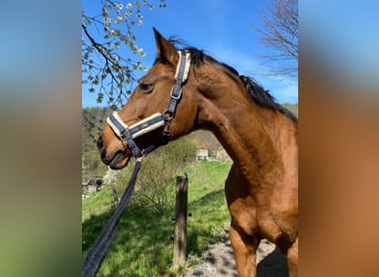 Deutsches Sportpferd, Stute, 21 Jahre, 165 cm, Brauner