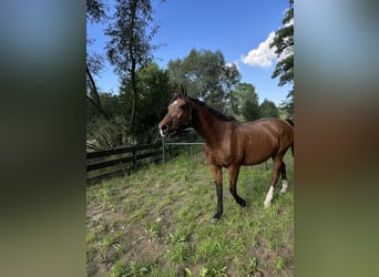 Deutsches Sportpferd, Stute, 21 Jahre, 165 cm, Brauner