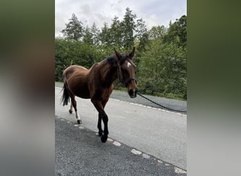 Deutsches Sportpferd, Stute, 21 Jahre, 165 cm, Brauner