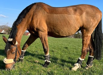 Deutsches Sportpferd, Stute, 21 Jahre, 165 cm, Brauner