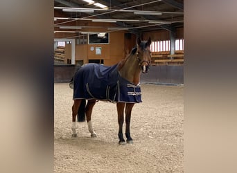 Deutsches Sportpferd, Stute, 21 Jahre, 165 cm, Brauner