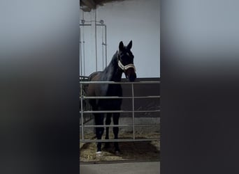 Deutsches Sportpferd, Stute, 22 Jahre, 168 cm