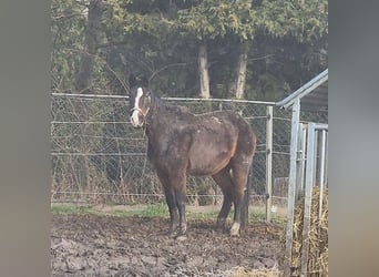 Deutsches Sportpferd, Stute, 24 Jahre, 163 cm, Brauner