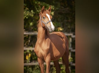 Deutsches Sportpferd, Stute, 2 Jahre, 145 cm, Fuchs