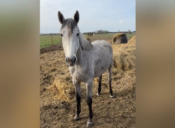 Deutsches Sportpferd, Stute, 2 Jahre, 153 cm, Schimmel