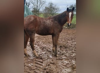 Deutsches Sportpferd, Stute, 2 Jahre, 154 cm, Brauner