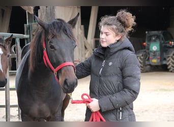 Deutsches Sportpferd Mix, Stute, 2 Jahre, 155 cm, Dunkelbrauner