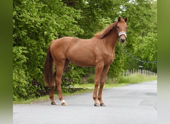 Deutsches Sportpferd, Stute, 2 Jahre, 155 cm, Fuchs