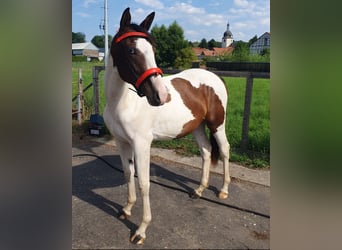 Deutsches Sportpferd, Stute, 2 Jahre, 155 cm, Schecke
