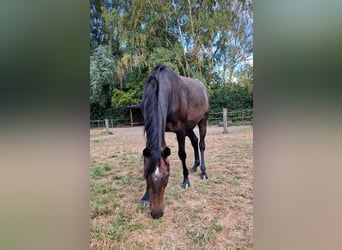 Deutsches Sportpferd, Stute, 2 Jahre, 158 cm, Kann Schimmel werden