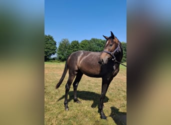 Deutsches Sportpferd, Stute, 2 Jahre, 158 cm, Kann Schimmel werden