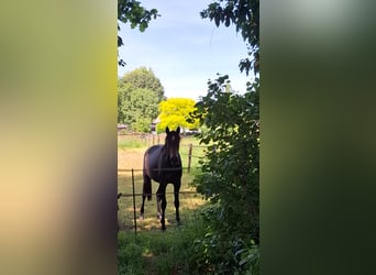 Deutsches Sportpferd, Stute, 2 Jahre, 158 cm, Kann Schimmel werden