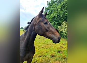 Deutsches Sportpferd, Stute, 2 Jahre, 158 cm, Kann Schimmel werden