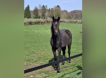 Deutsches Sportpferd, Stute, 2 Jahre, 158 cm, Kann Schimmel werden