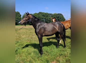 Deutsches Sportpferd, Stute, 2 Jahre, 158 cm, Kann Schimmel werden