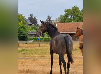 Deutsches Sportpferd, Stute, 2 Jahre, 159 cm, Kann Schimmel werden