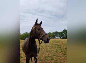 Deutsches Sportpferd, Stute, 2 Jahre, 159 cm, Kann Schimmel werden