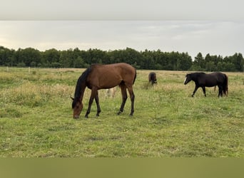 Deutsches Sportpferd, Stute, 2 Jahre, 160 cm, Dunkelbrauner