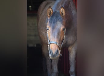 Deutsches Sportpferd, Stute, 2 Jahre, 162 cm, Brauner
