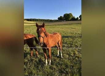 Deutsches Sportpferd, Stute, 2 Jahre, 162 cm, Fuchs