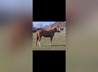 Deutsches Sportpferd, Stute, 2 Jahre, 162 cm, Fuchs