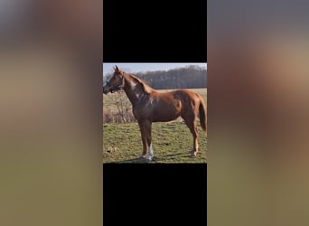 Deutsches Sportpferd, Stute, 2 Jahre, 162 cm, Fuchs