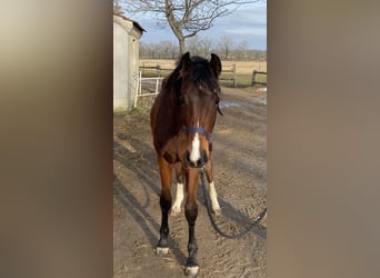 Deutsches Sportpferd, Stute, 2 Jahre, 165 cm, Brauner