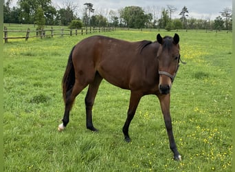 Deutsches Sportpferd, Stute, 2 Jahre, 165 cm, Brauner