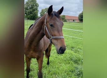 Deutsches Sportpferd, Stute, 2 Jahre, 165 cm, Brauner
