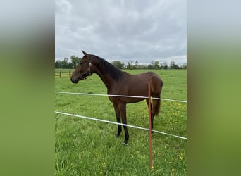 Deutsches Sportpferd, Stute, 2 Jahre, 165 cm, Brauner