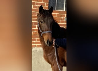 Deutsches Sportpferd, Stute, 2 Jahre, 165 cm, Brauner